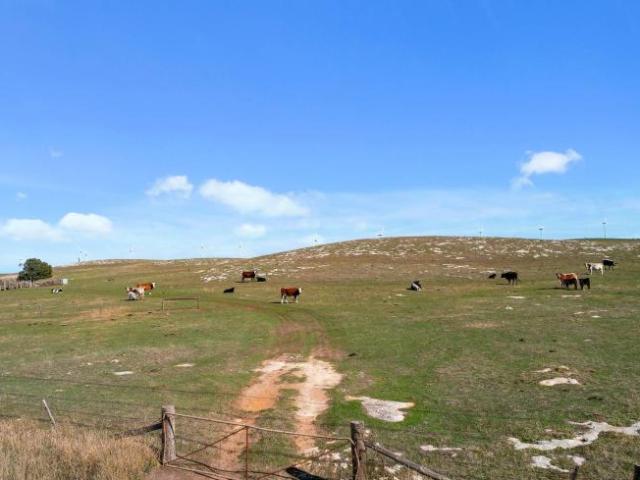 Land for rent in Tantanoola, South Australia