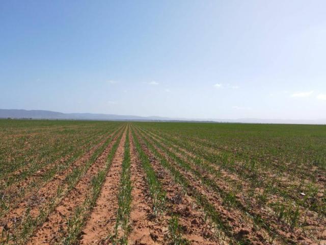Land for sale in Willowie, South Australia