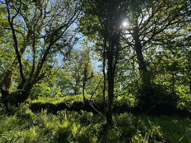 Land for sale in Milton Combe, West Devon