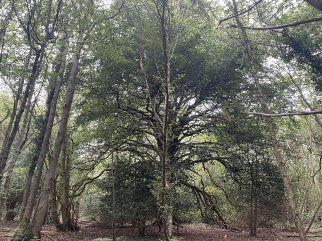 Land for sale in Wartling, Wealden