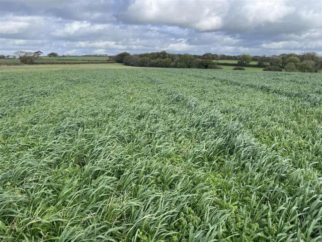 Land for sale in Chulmleigh, North Devon