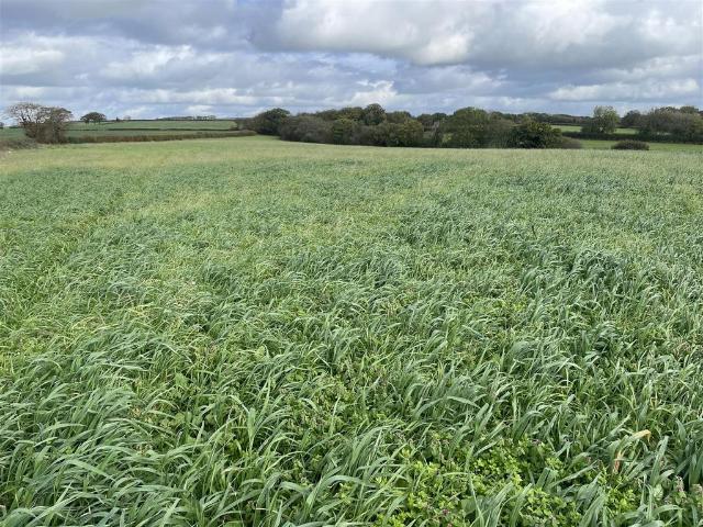 Land for sale in Chulmleigh, North Devon