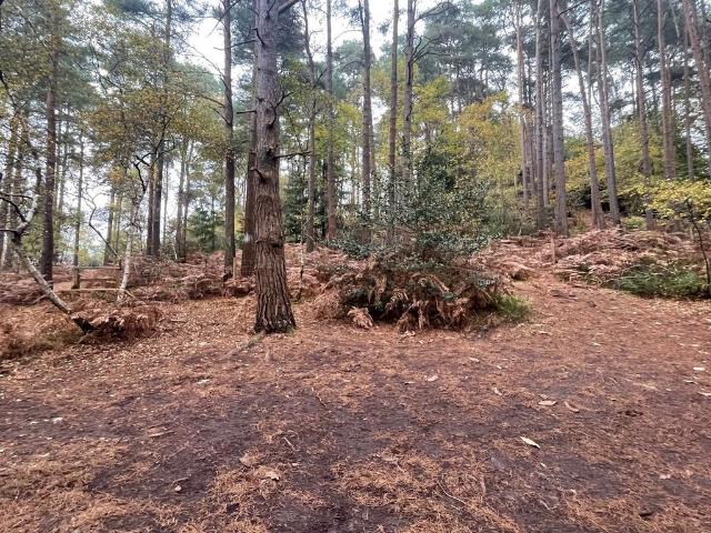 Land for sale in Wrecclesham, Fole