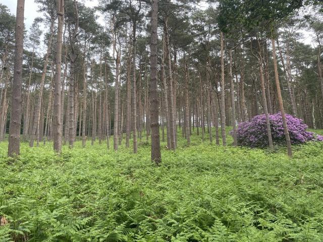 Land for sale in Fole, Surrey
