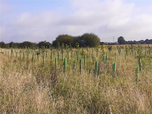 Land for sale in Cottam, Bassetlaw