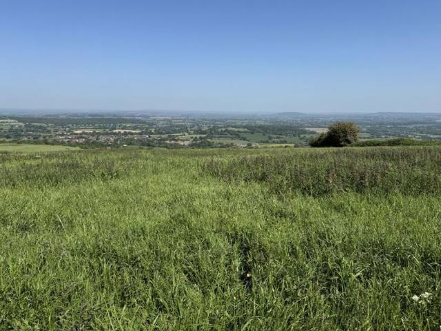 Land for sale in East Dorset