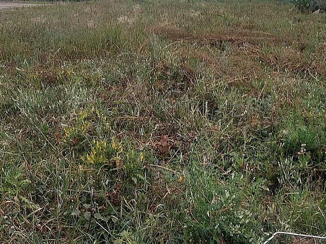 Land for sale in Ryley, Alberta