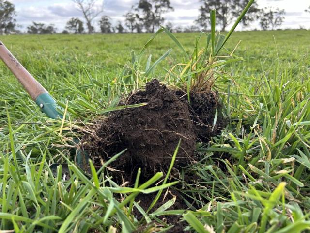 Land for rent in Frances, Naracoorte Lucindale Council