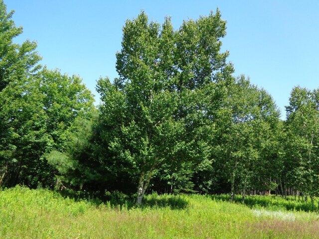 Land for sale in Franklin, Maine