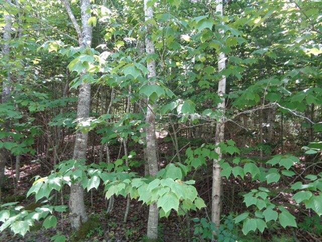 Land for sale in Franklin, Maine