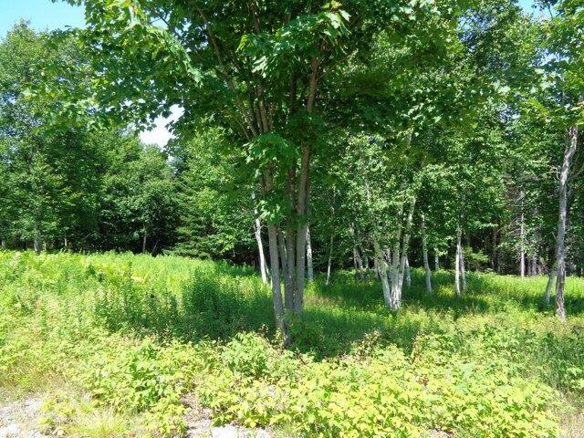 Land for sale in Franklin, Maine