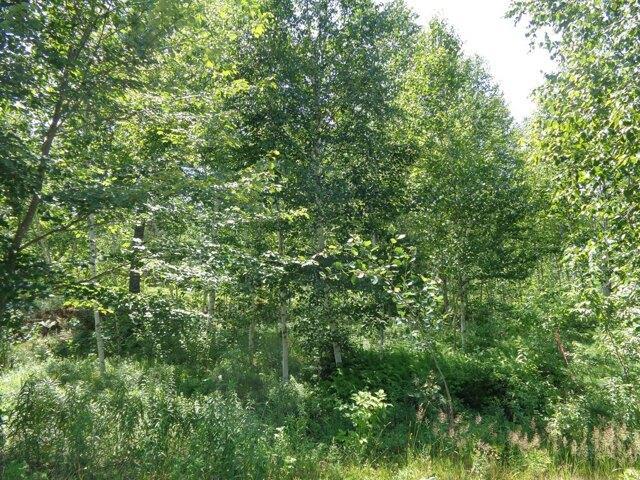 Land for sale in Franklin, Maine