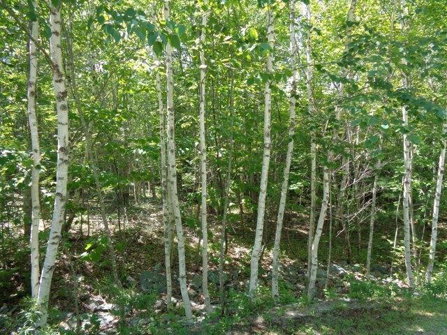 Land for sale in Franklin, Maine