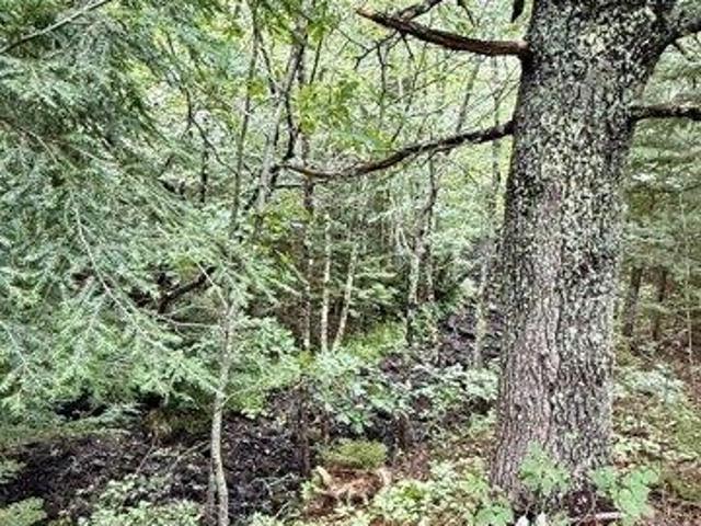 Land for sale in Corea, Maine