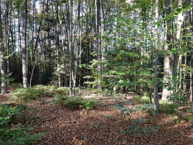 Land for sale in Plantsville, Vermont