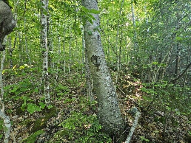 Land for sale in Hartland, Maine