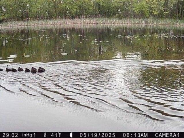 Land for sale in Holcombe, Wisconsin