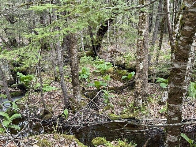 Land for sale in Hollis Center, Maine