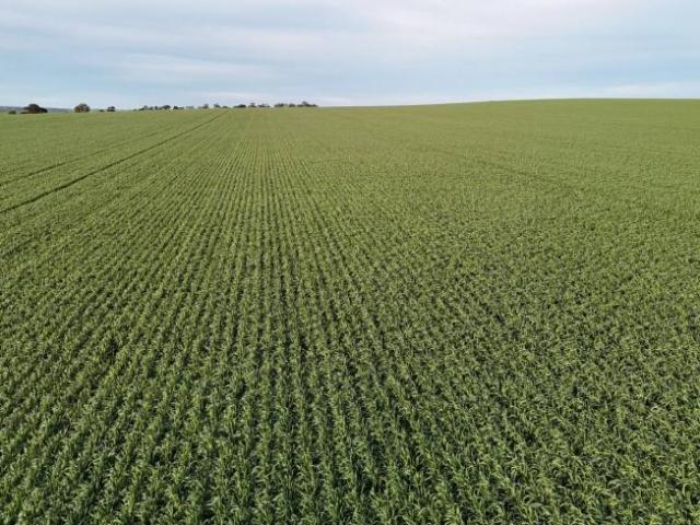 Land for sale in Huddleston, Northern Areas Council