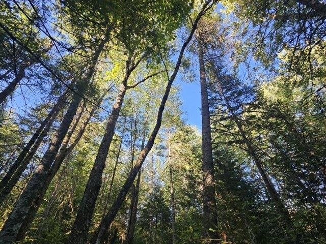 Land for sale in Bradford, Penobscot County