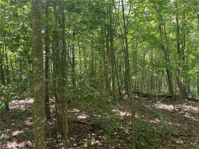 Land for sale in Pickens, Georgia