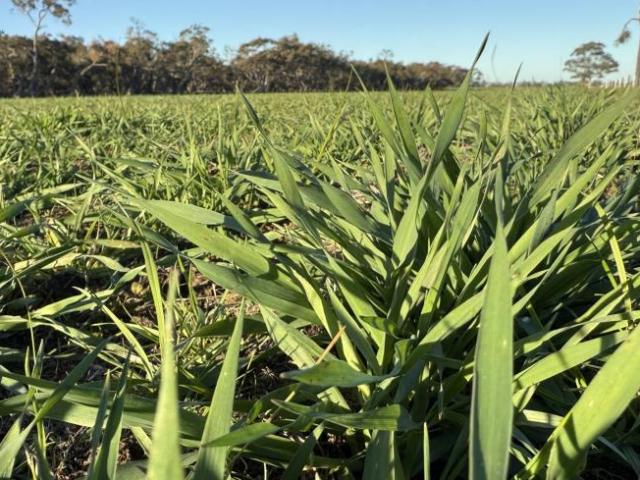 Land for rent in Karnak, Victoria