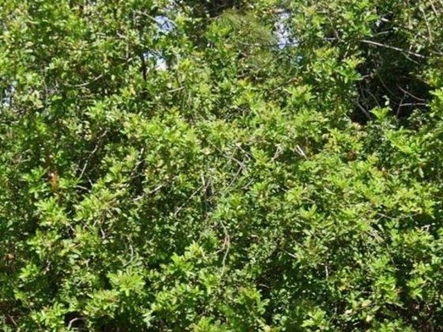 Land for sale in Lake Placid, Florida
