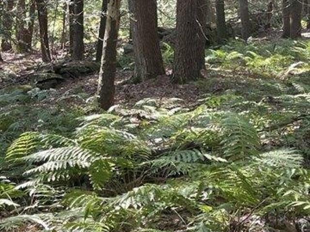 Land for sale in Leverett, Massachusetts