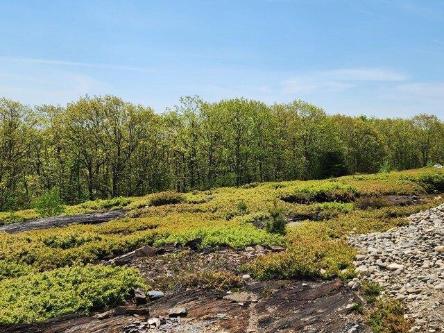 Land for sale in Waldo, Maine