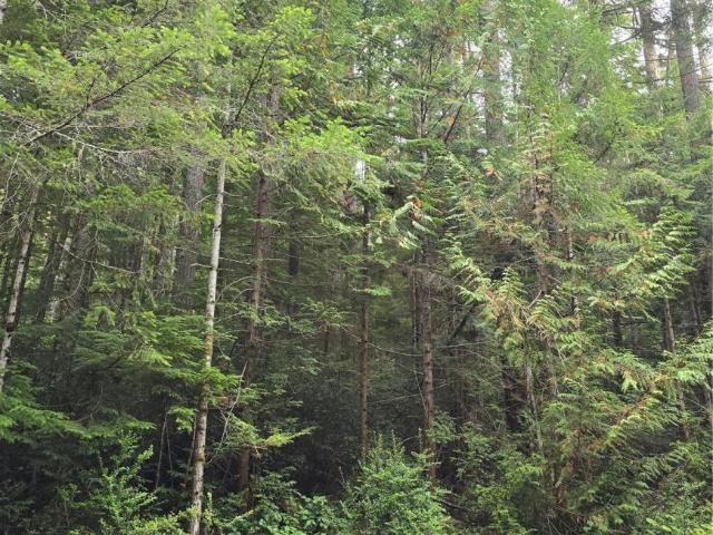 Land for sale in Lilliwaup