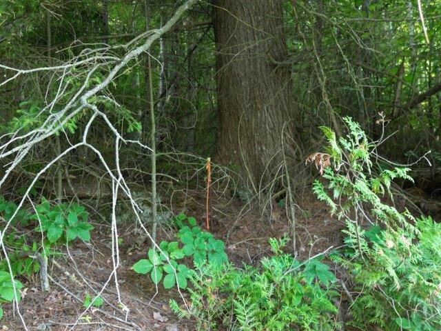 Land for sale in Lincoln, Maine