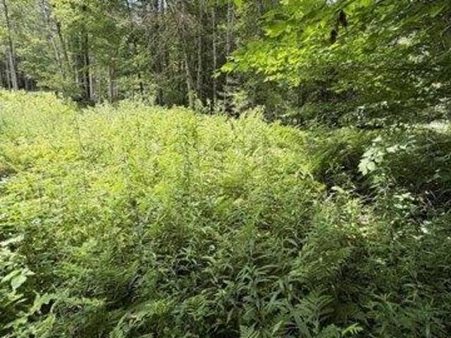 Land for sale in New Hampshire
