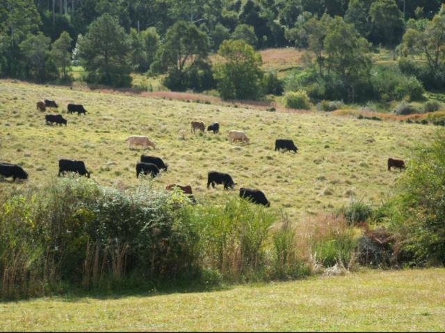 Land for sale in Lowanna, New South Wales
