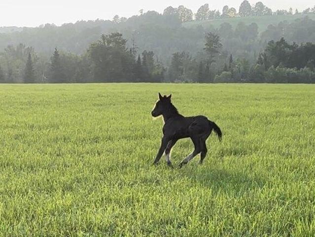 Land for sale in Lyndon, Vermont