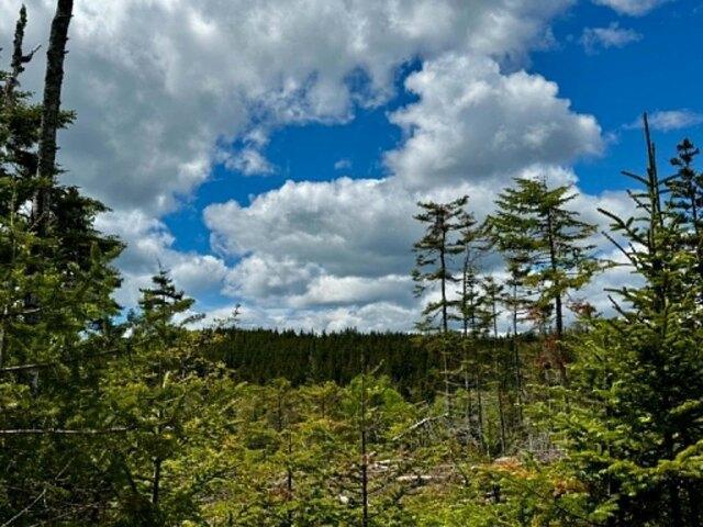 Land for sale in Machiasport, Maine