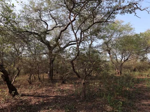 Land for sale in Ehlanzeni, Mpumalanga