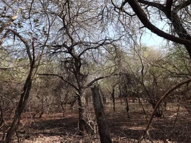 Land for sale in Marloth Park, Nkomazi