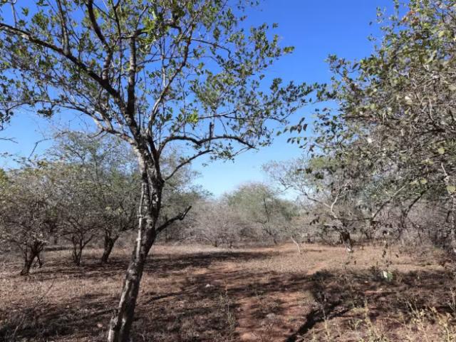 Land for sale in Marloth Park, Nkomazi