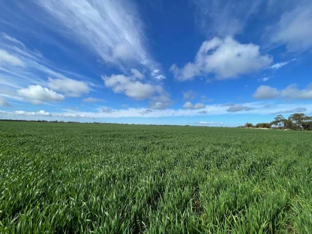 Land for sale in Paskeville, South Australia