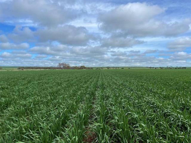 Land for sale in Paskeville, South Australia