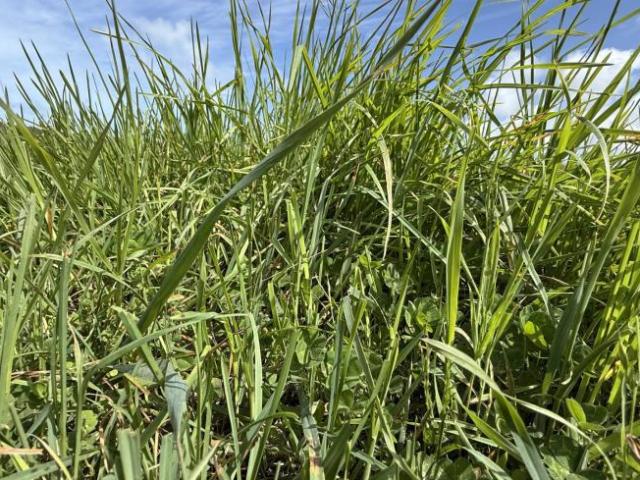 Land for rent in Millicent, South Australia