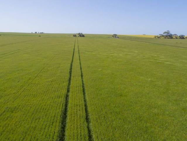 Land for sale in Minlaton, Yorke Peninsula Council