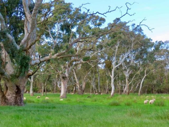 Land for rent in Comaum, South Australia