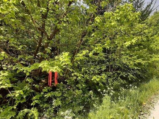 Land for sale in Mount Holly, Vermont