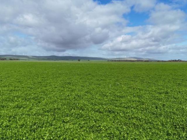 Land for sale in Mundoora, Barunga West Council