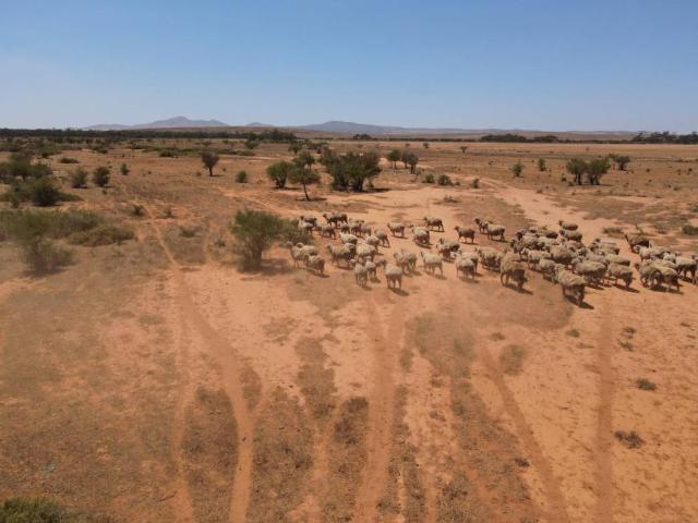 Land for sale in Orroroo, South Australia