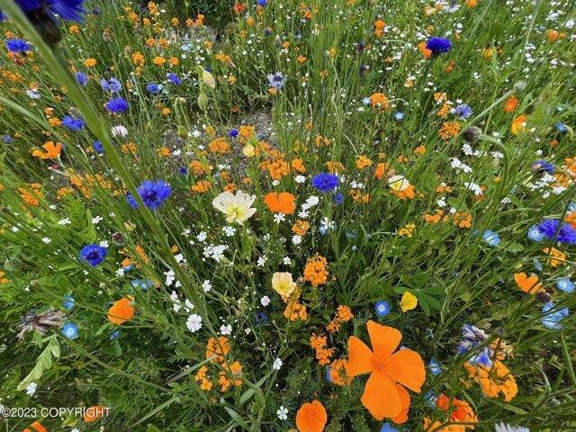 Land for sale in Palmer