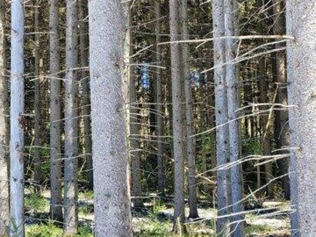 Land for sale in Peacham, Vermont