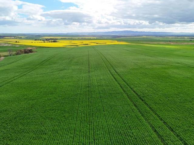 Land for sale in Pekina, The District Council of Orroroo Carrieton