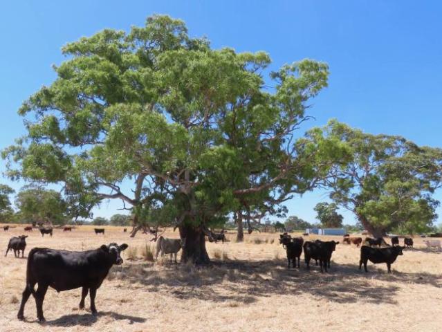 Land for rent in Comaum, South Australia